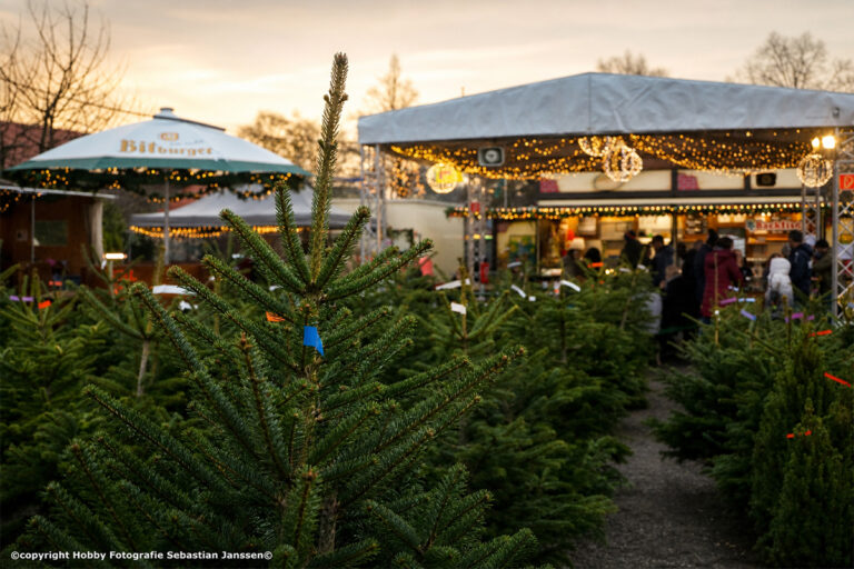 Frischer Weihnachtsbaumverkauf