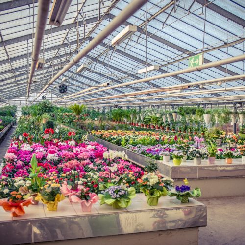 Gartenbau-Uebel-Gärtnerei_18.01.2017_004 – Kopie Gartenbau-Uebel-Gärtnerei_18.01.2017_004 - Kopie